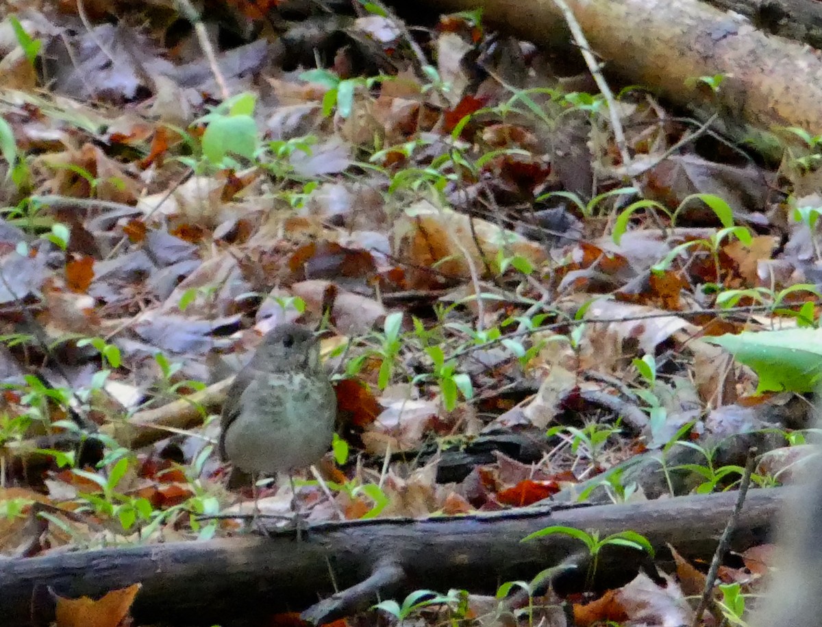 Gray-cheeked Thrush - ML59028921