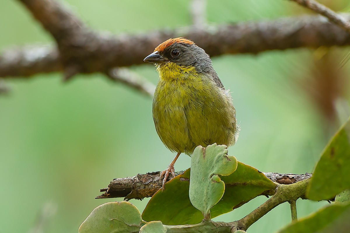 Rufous-capped Brushfinch - Francesco Veronesi