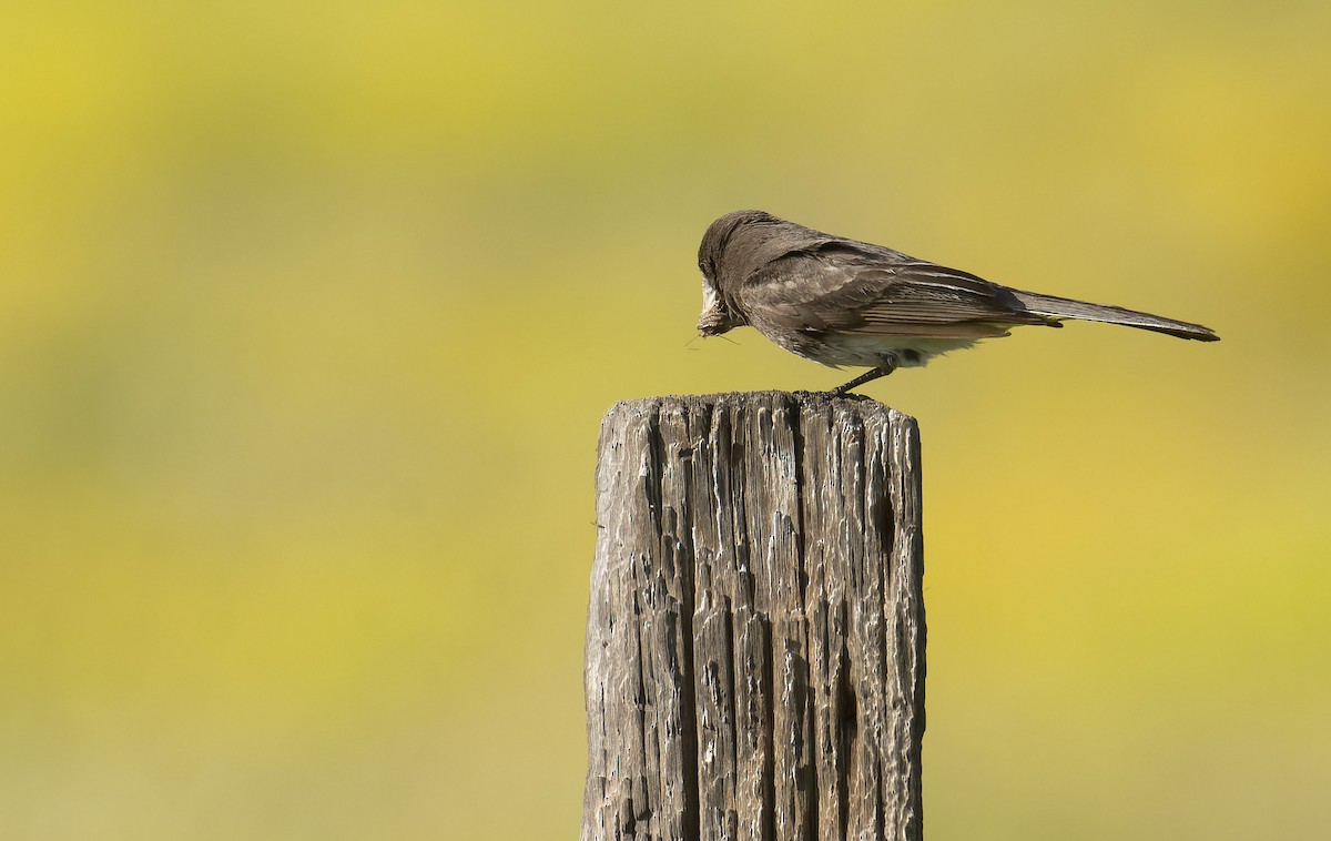 Black Phoebe - ML590289721