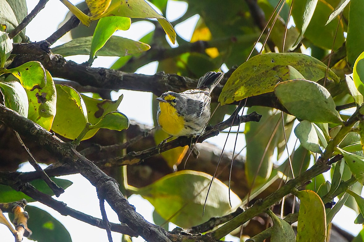 Grace's Warbler - Francesco Veronesi