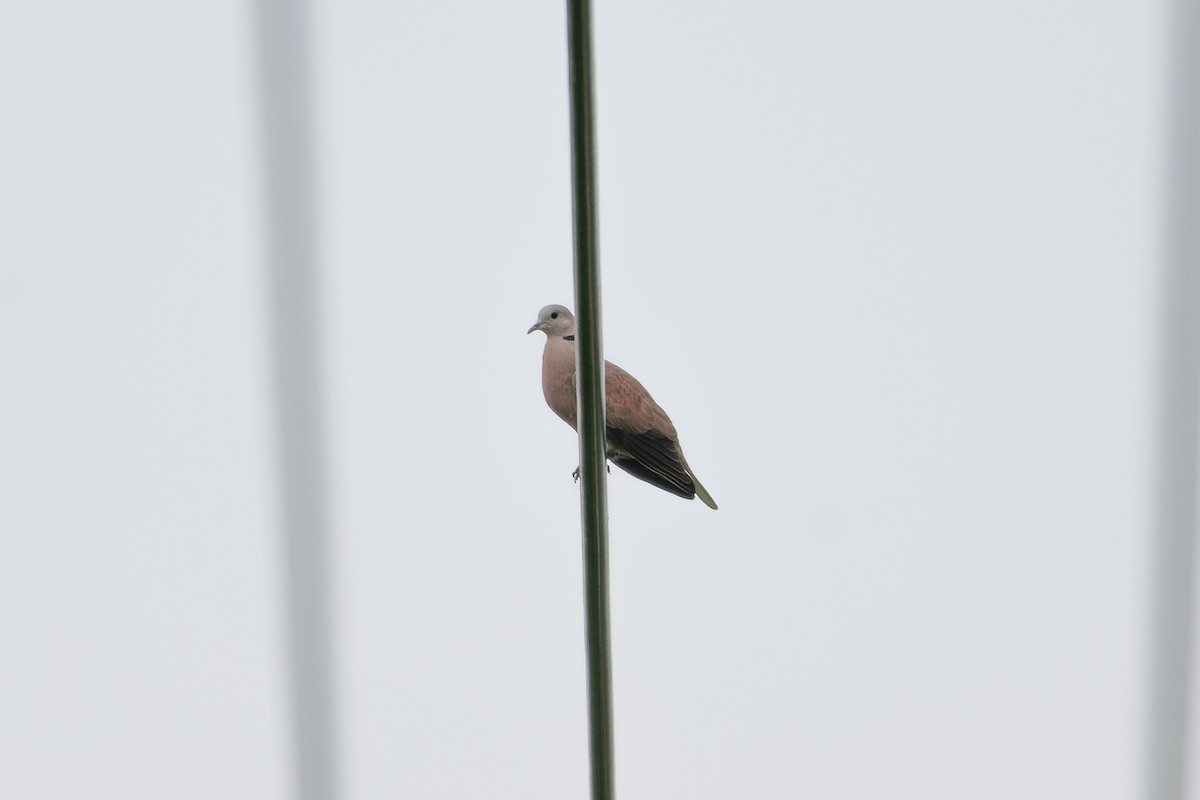 Red Collared-Dove - Wang Zihao