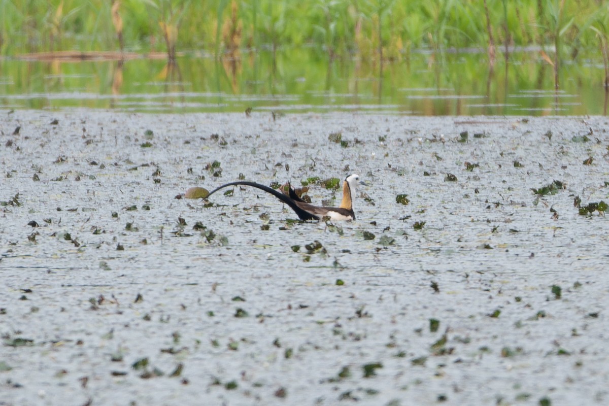 Pheasant-tailed Jacana - ML590290021