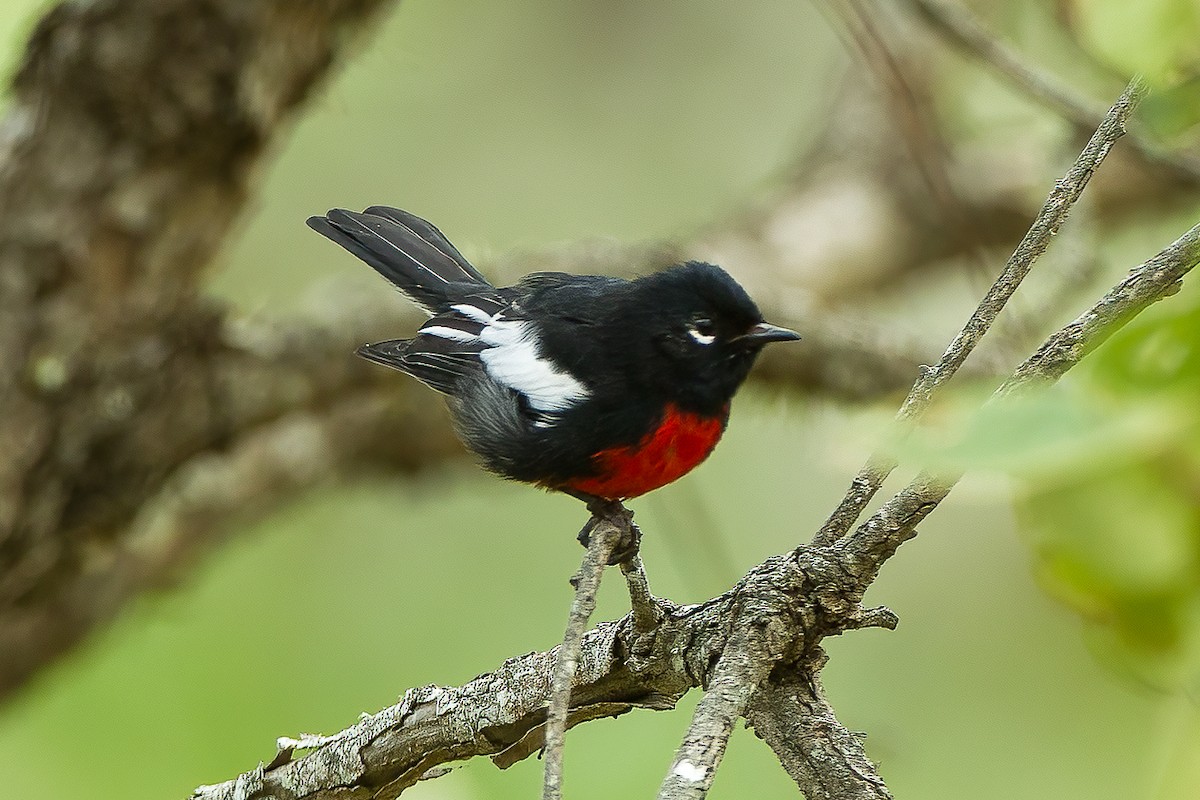 Painted Redstart - ML590290051