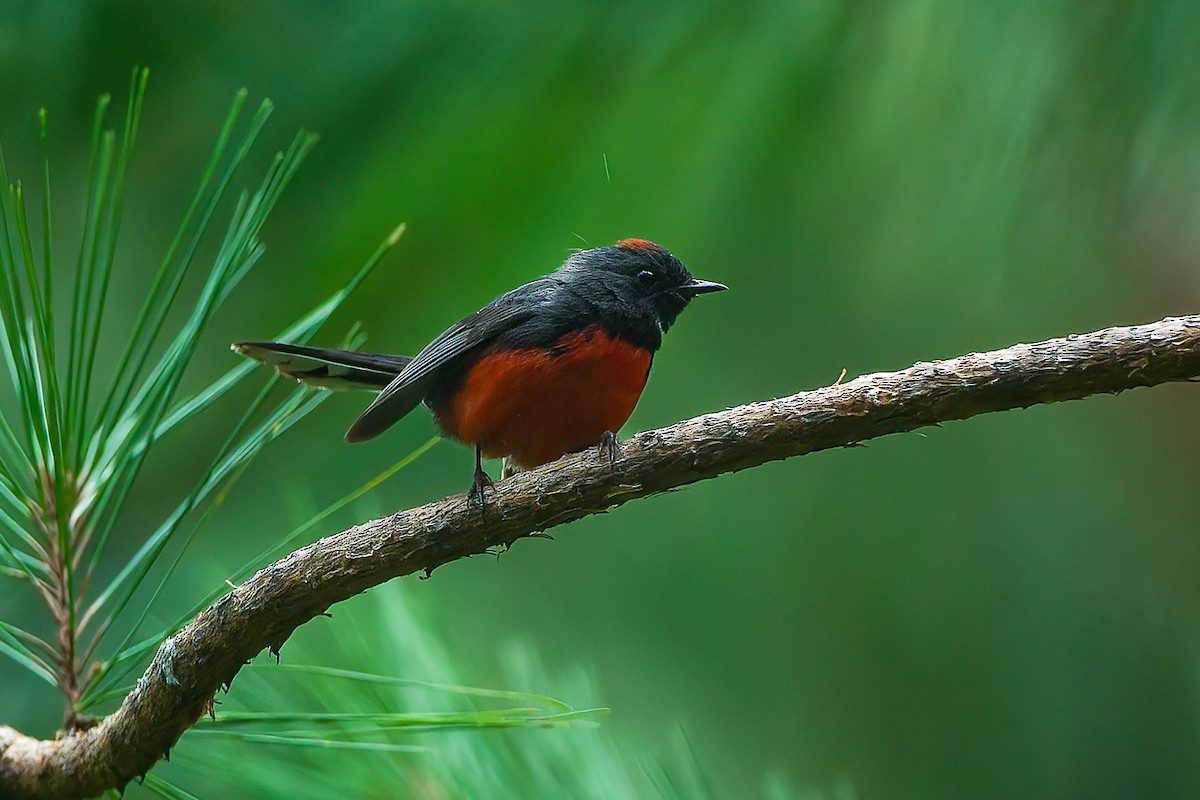 Slate-throated Redstart - Francesco Veronesi