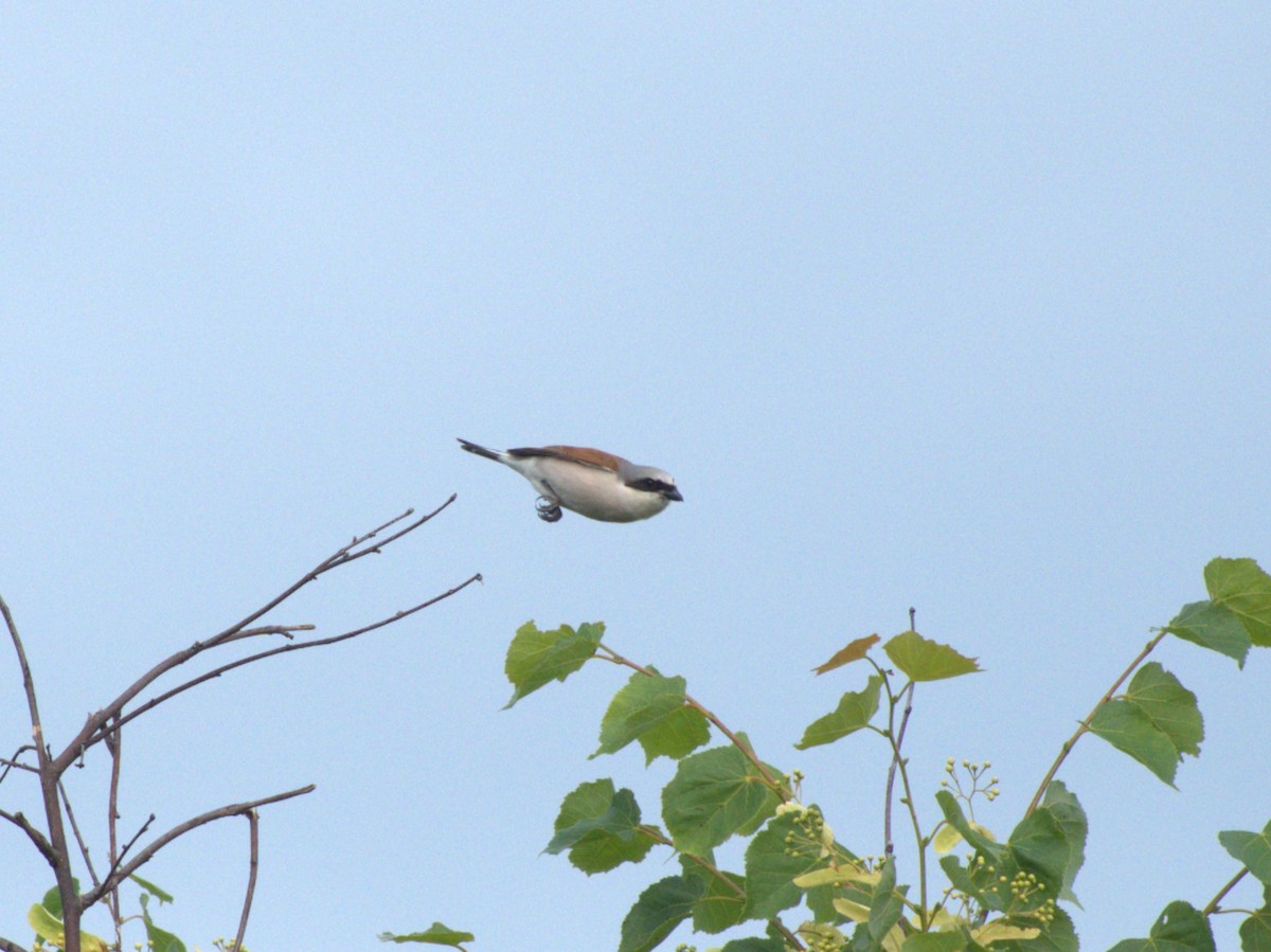 Red-backed Shrike - Ryan Hale