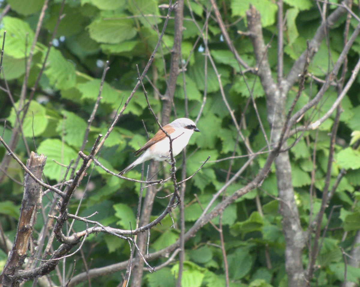 Red-backed Shrike - Ryan Hale