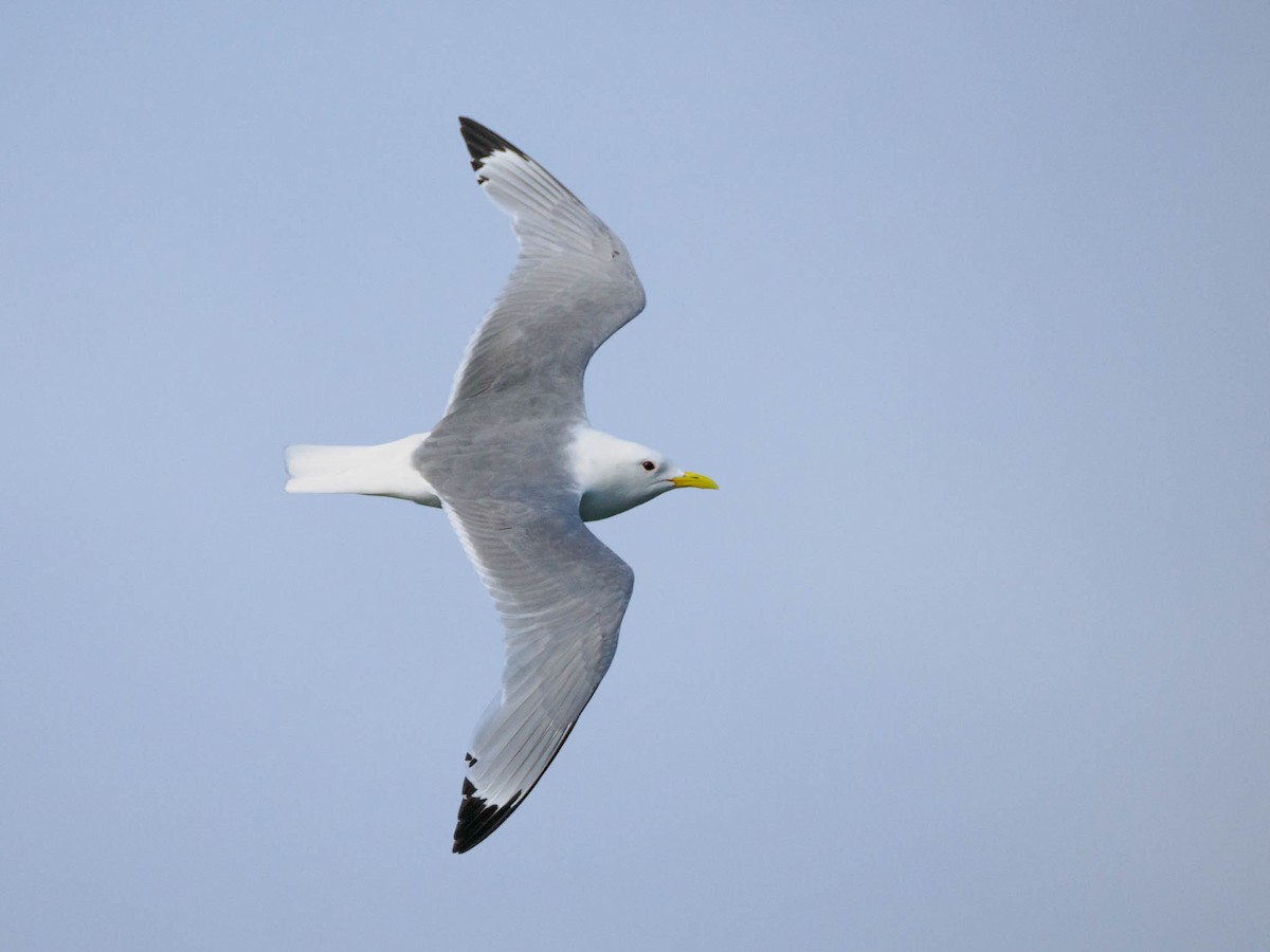 Mouette tridactyle - ML590291631