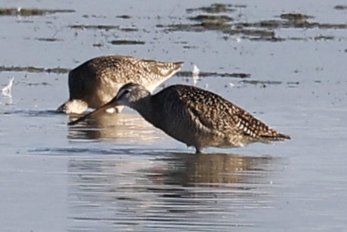 Marbled Godwit - ML590293261