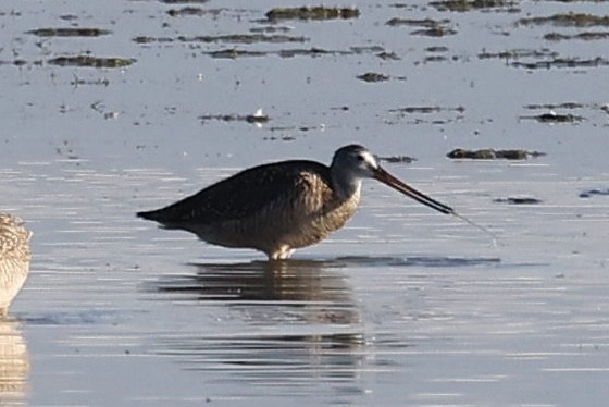 Marbled Godwit - ML590293271