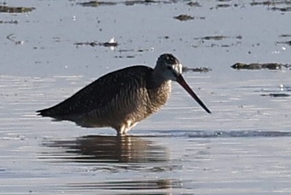 Marbled Godwit - ML590293281