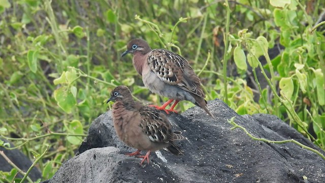 Tourterelle des Galapagos - ML590293561