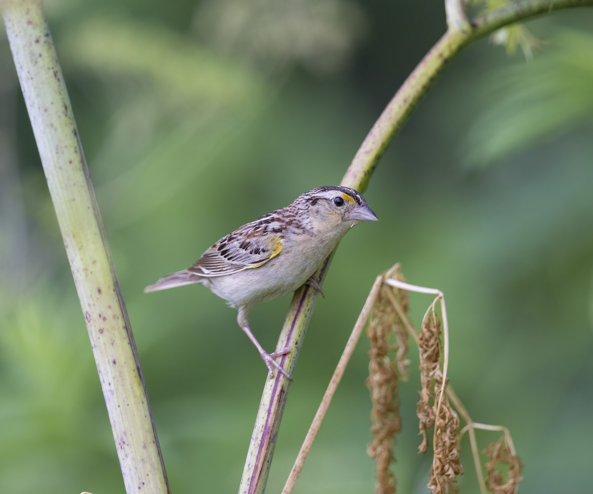 Grasshopper Sparrow - ML590293701
