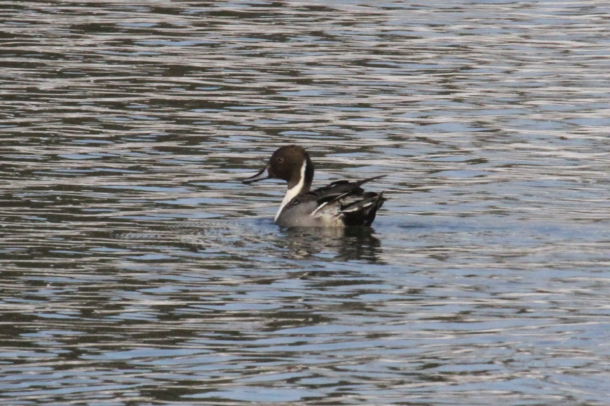 Northern Pintail - ML59029471