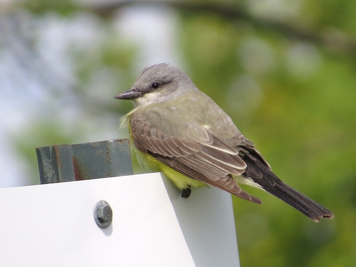 Western Kingbird - ML59029531