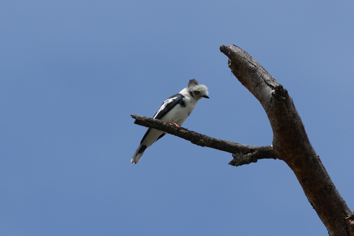 Gray-crested Helmetshrike - ML590296031