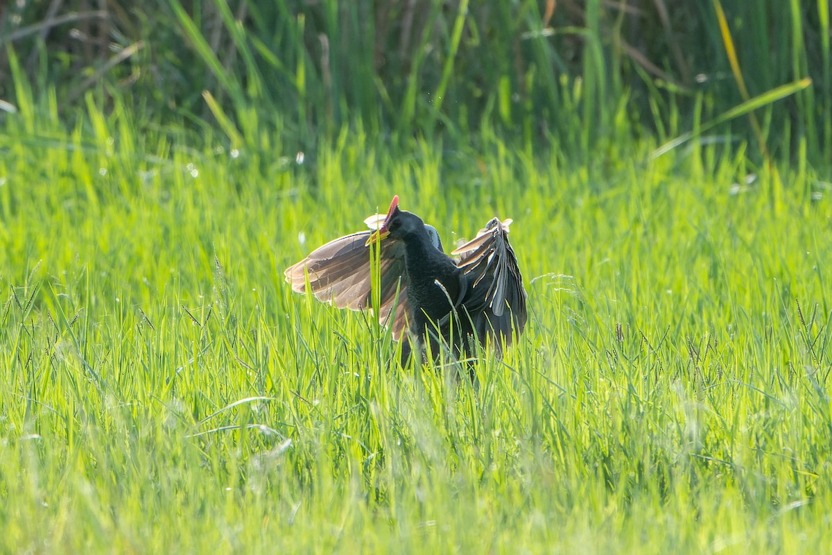 Watercock - ML590296891