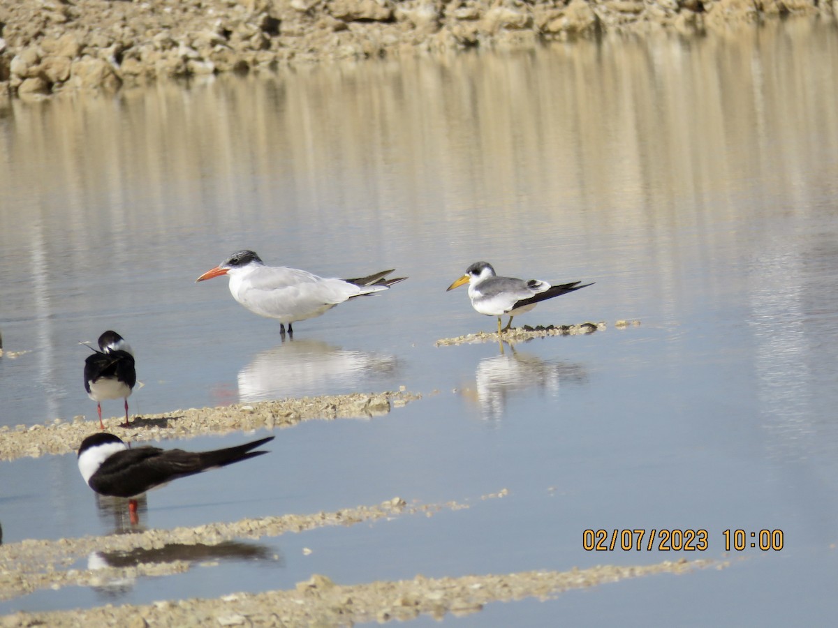 Large-billed Tern - David Patick