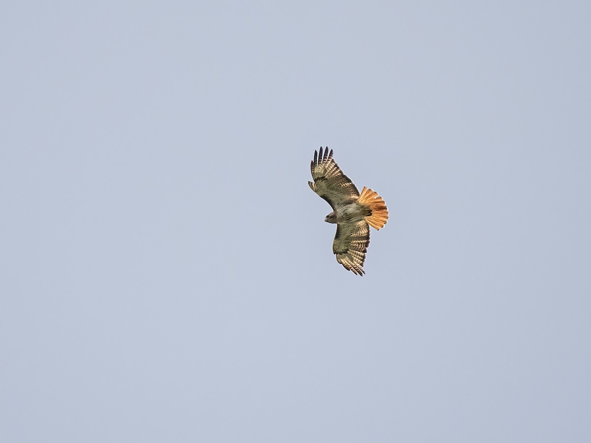 Red-tailed Hawk - ML590297341
