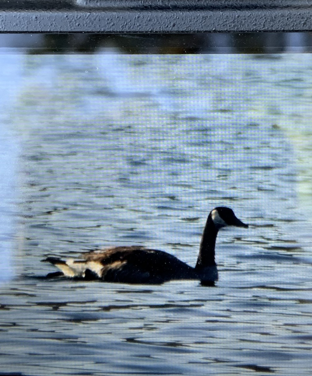 Canada Goose - ML590297421