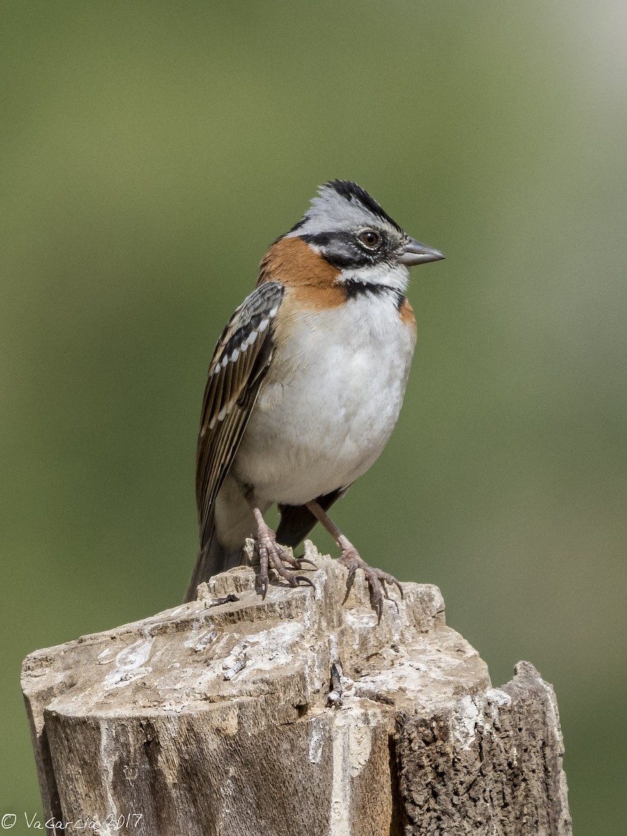 Rufous-collared Sparrow - VERONICA ARAYA GARCIA