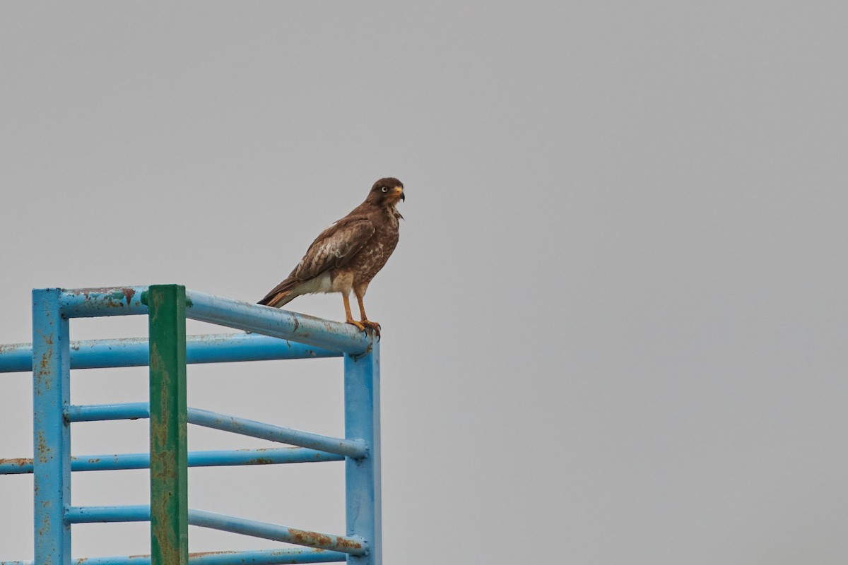 White-eyed Buzzard - ML590297961