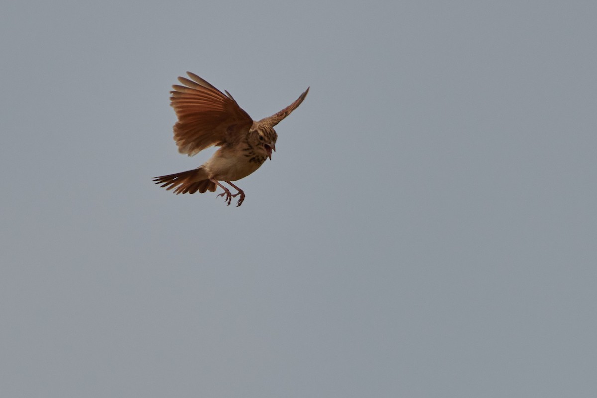 Jerdon's Bushlark - ML590298571