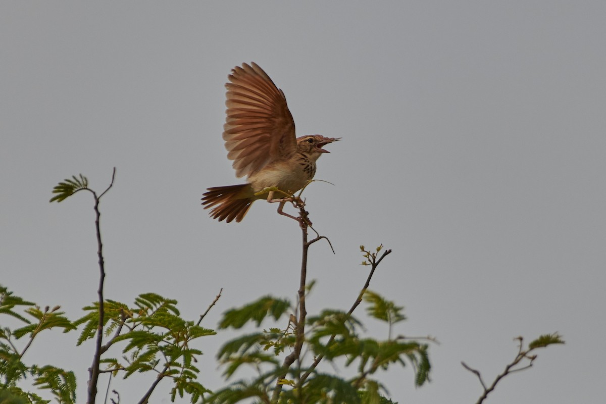 Jerdon's Bushlark - ML590298631