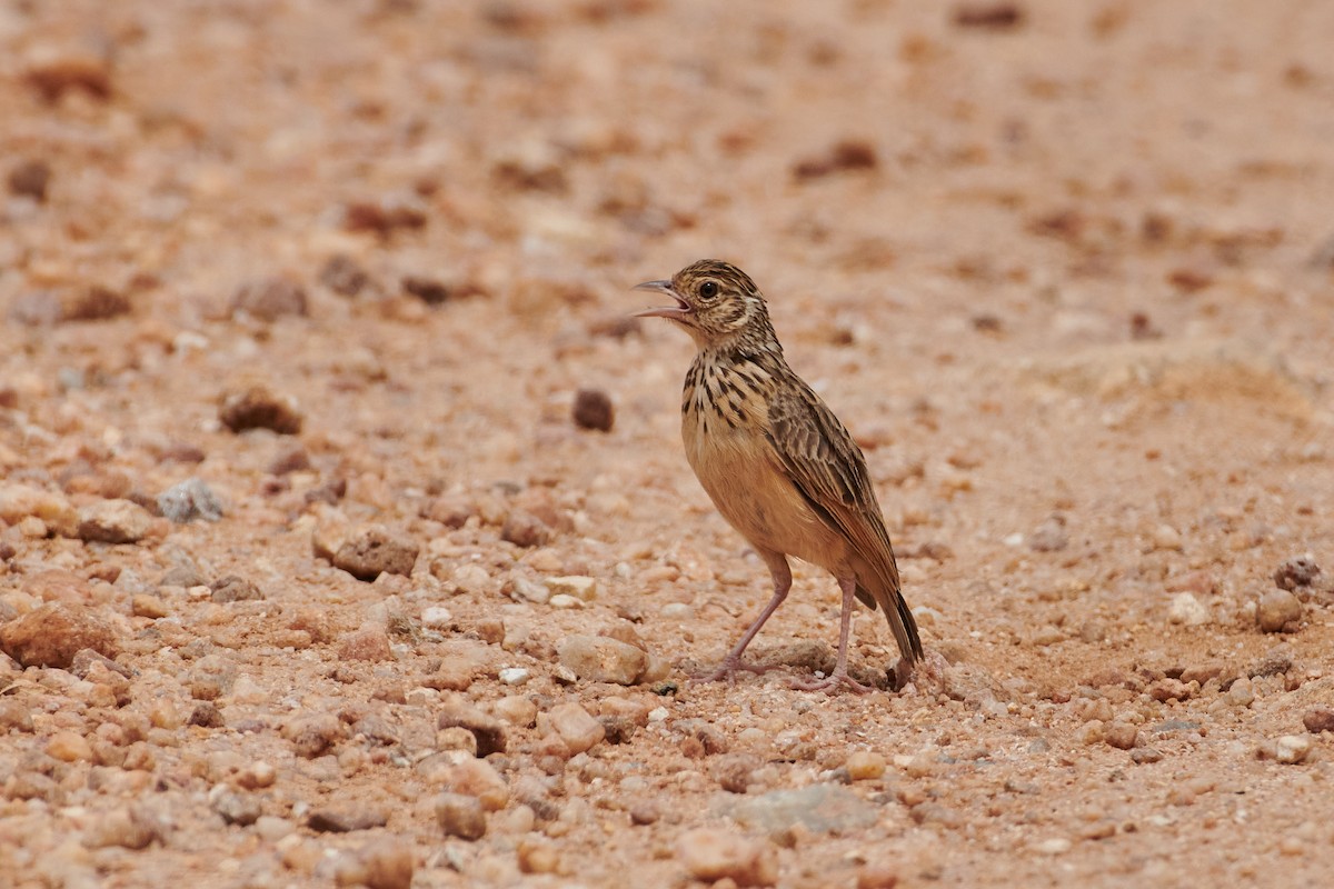 Jerdon's Bushlark - ML590298651