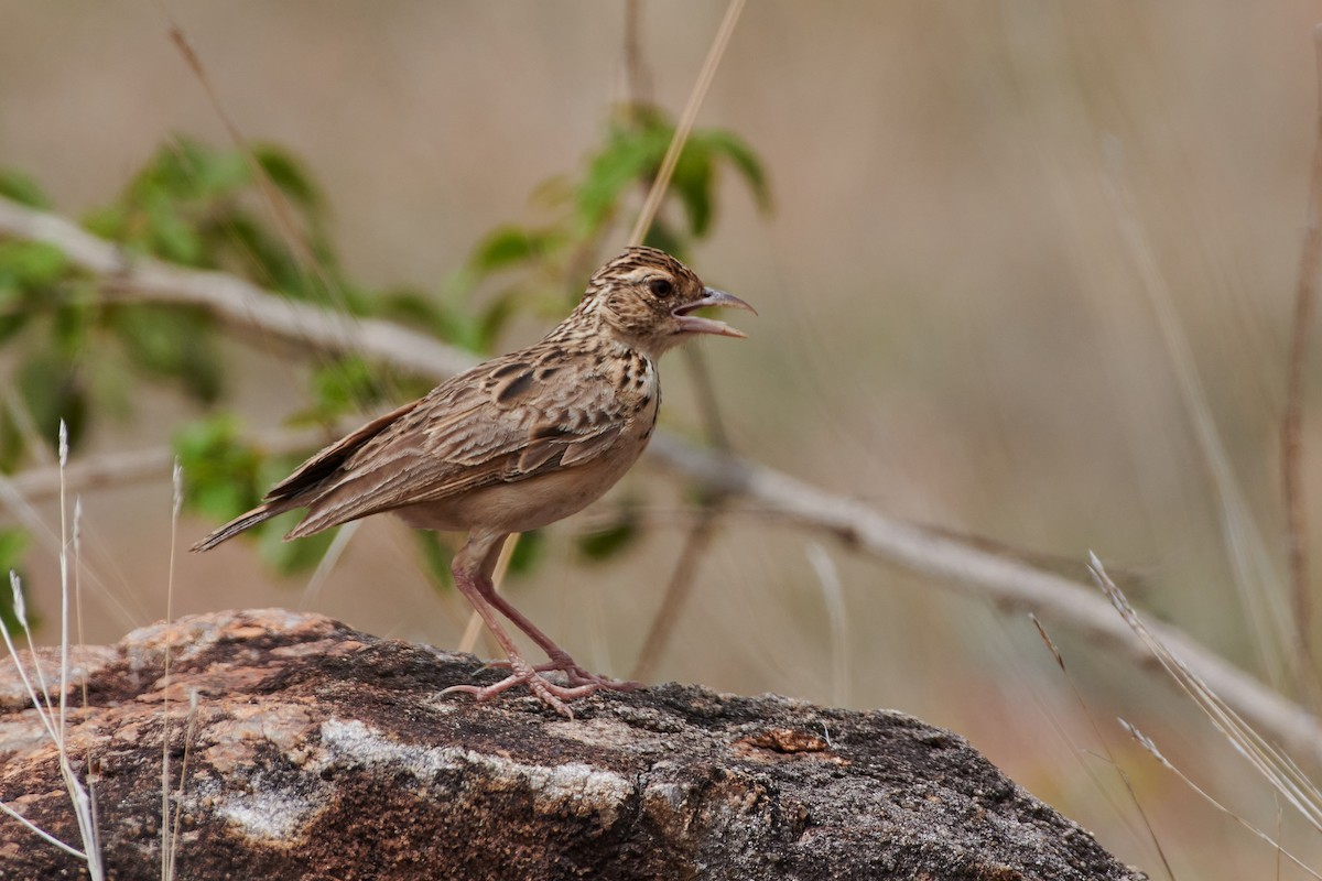 Jerdon's Bushlark - ML590298691