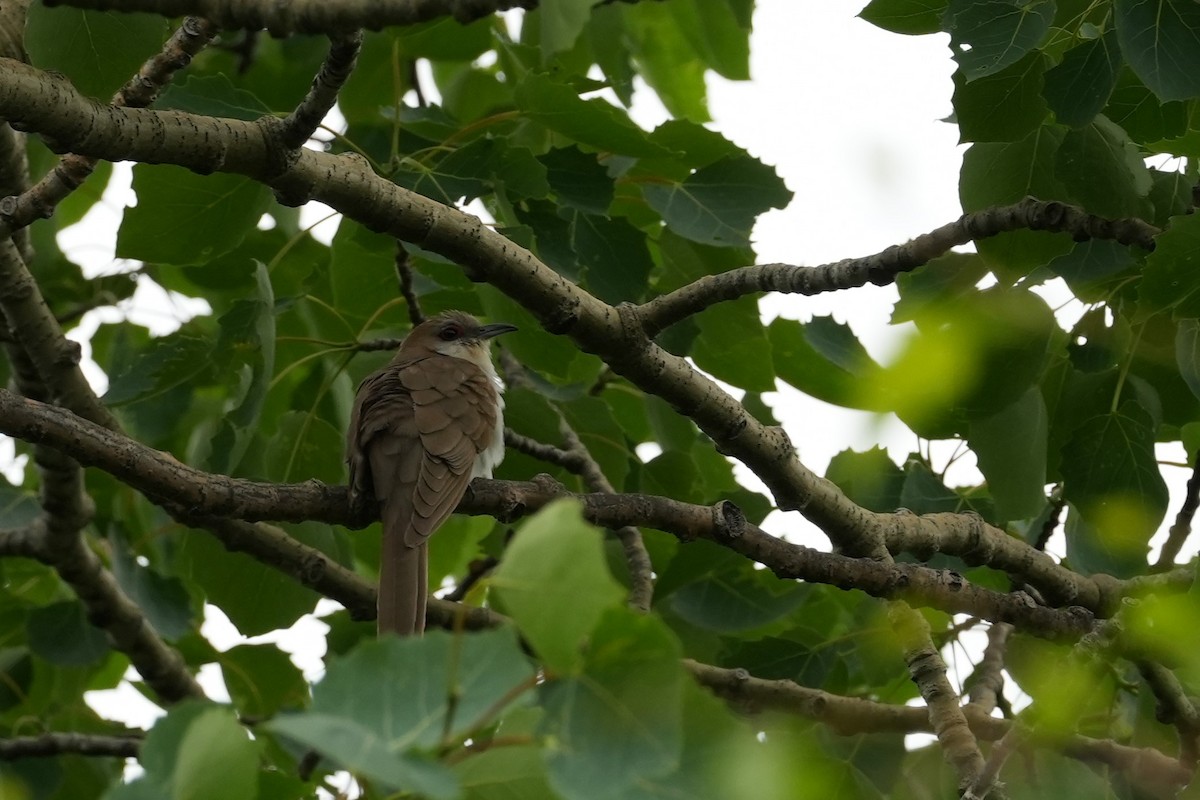 Black-billed Cuckoo - ML590298831
