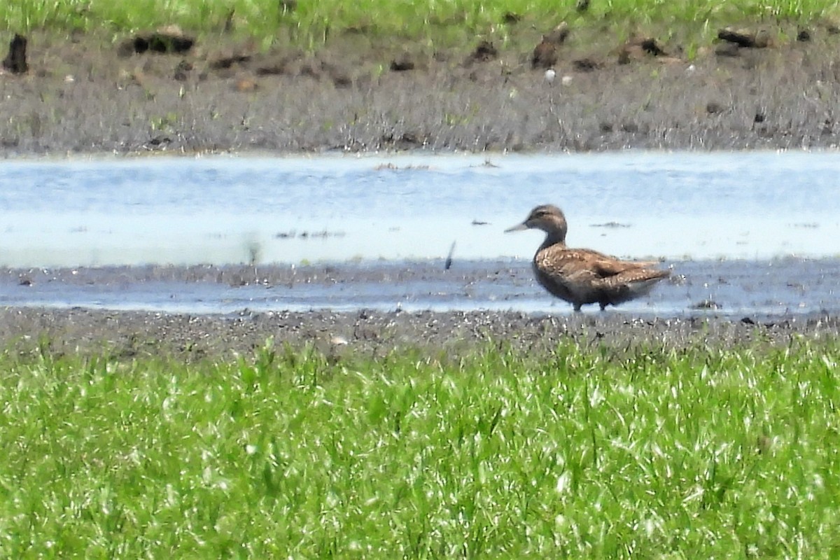 Green-winged Teal - ML590298921