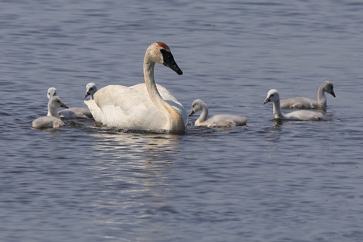 Trumpeter Swan - ML590299491