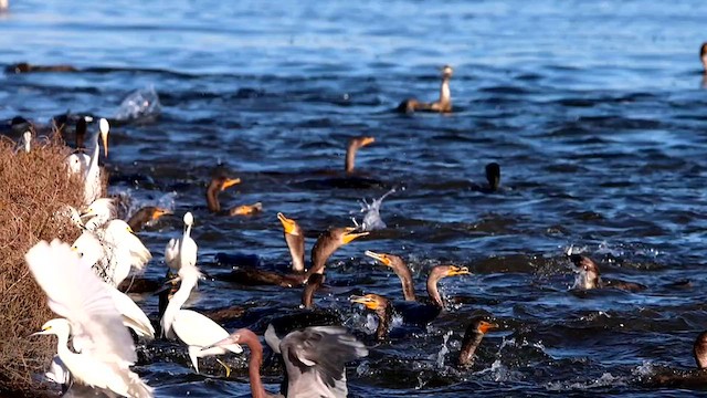 Reddish Egret - ML590299981