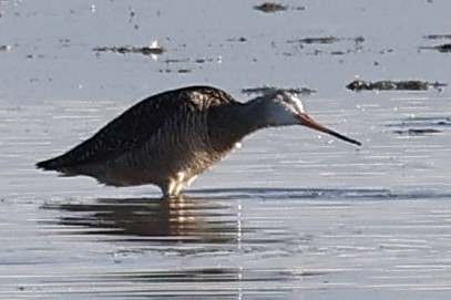 Marbled Godwit - ML590299991