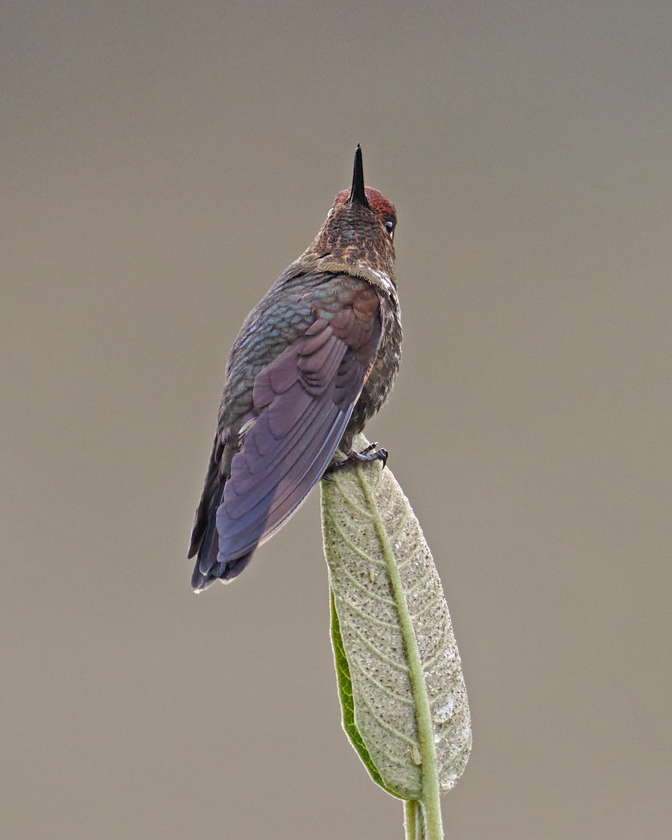 Coppery Metaltail - ML590300781