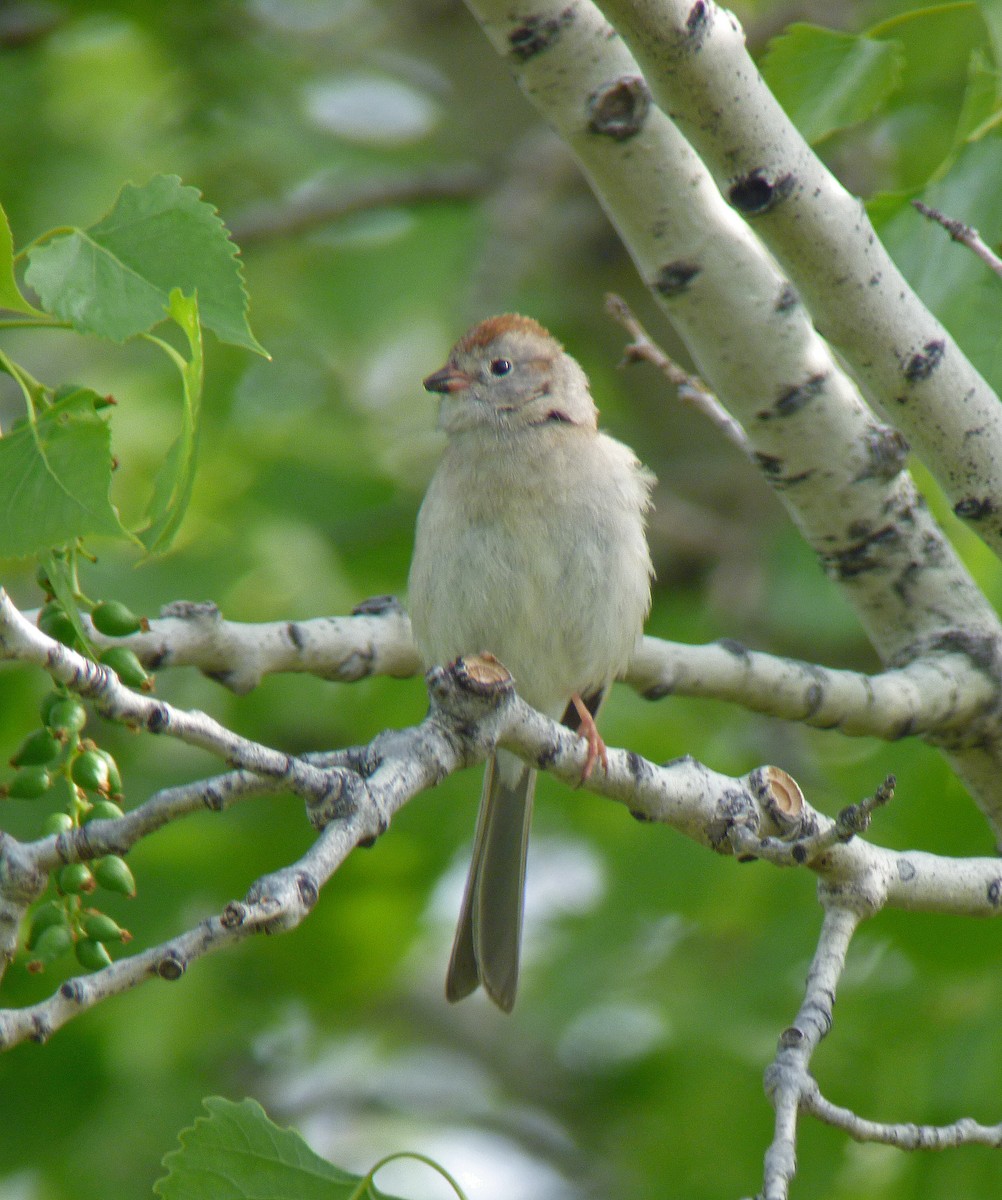 Field Sparrow - ML59030101