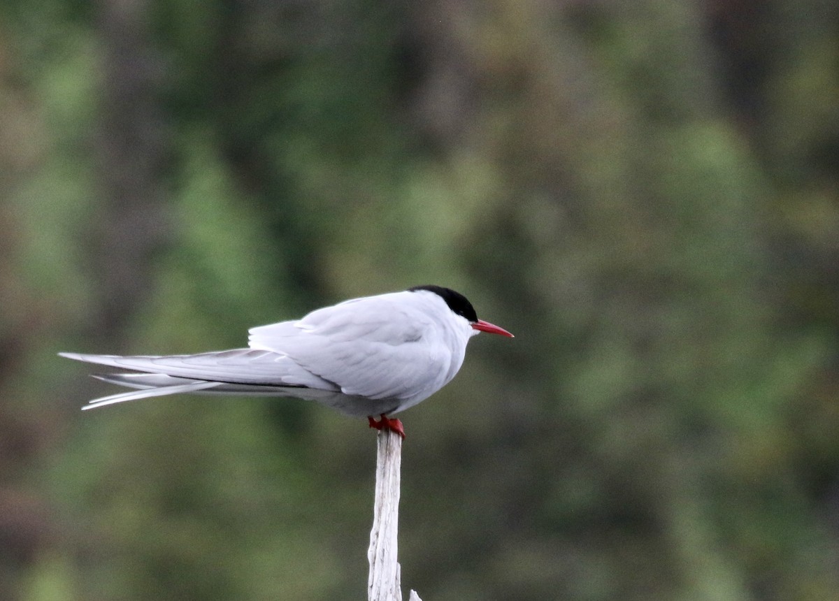 Arctic Tern - ML590303361