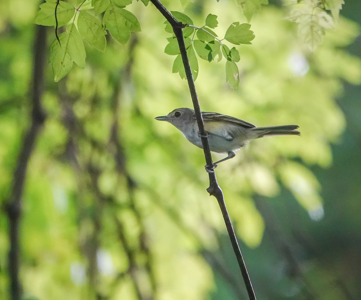 Ak Gözlü Vireo - ML590303371