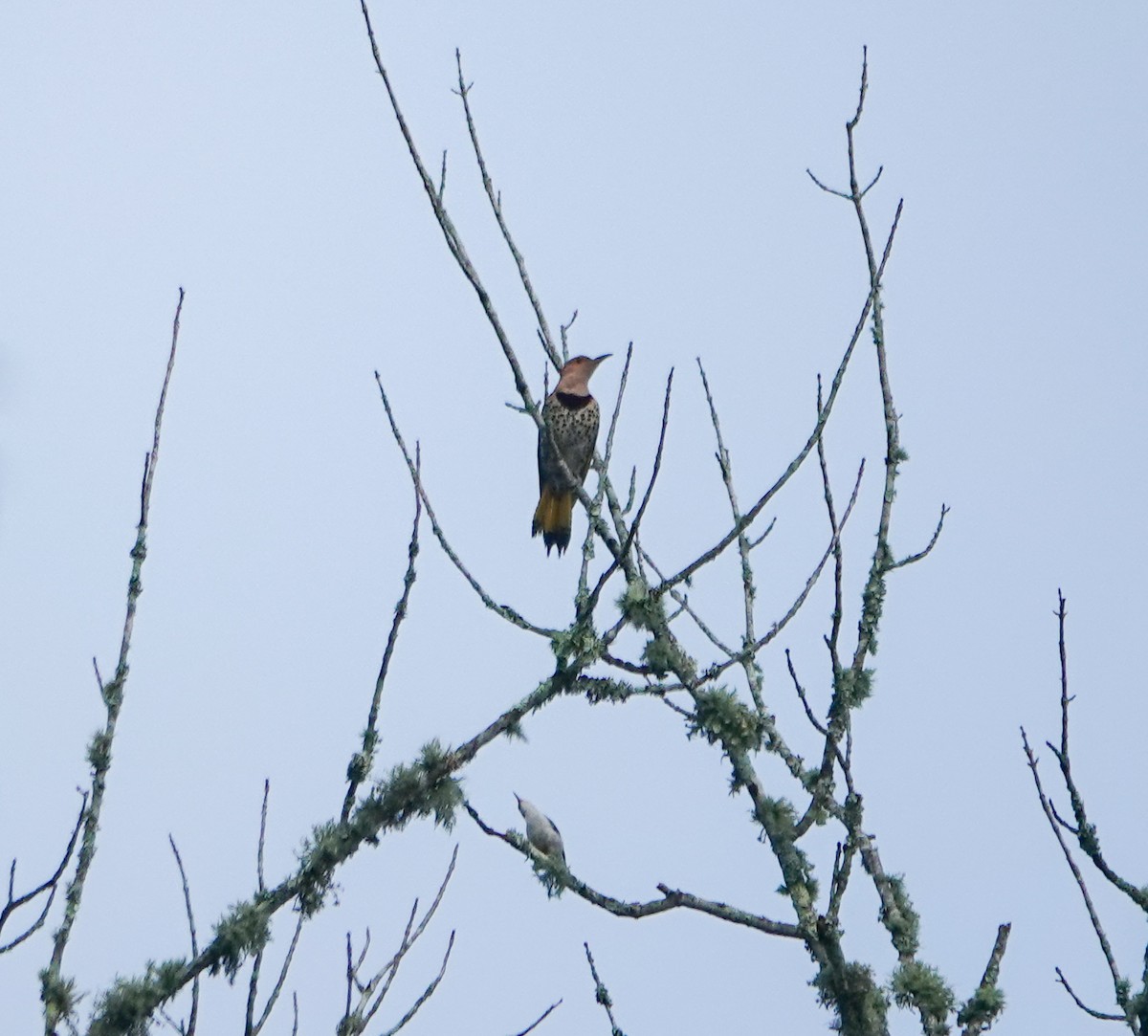 Northern Flicker - ML590303491