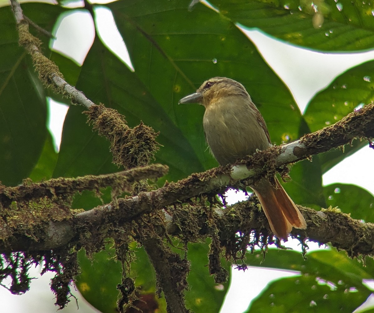 Russet Antshrike - ML590303861