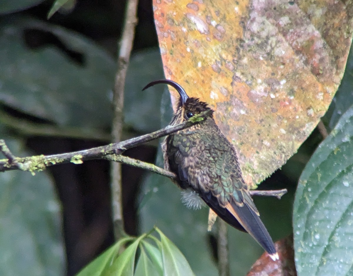 Buff-tailed Sicklebill - Johnnier Arango 🇨🇴 theandeanbirder.com