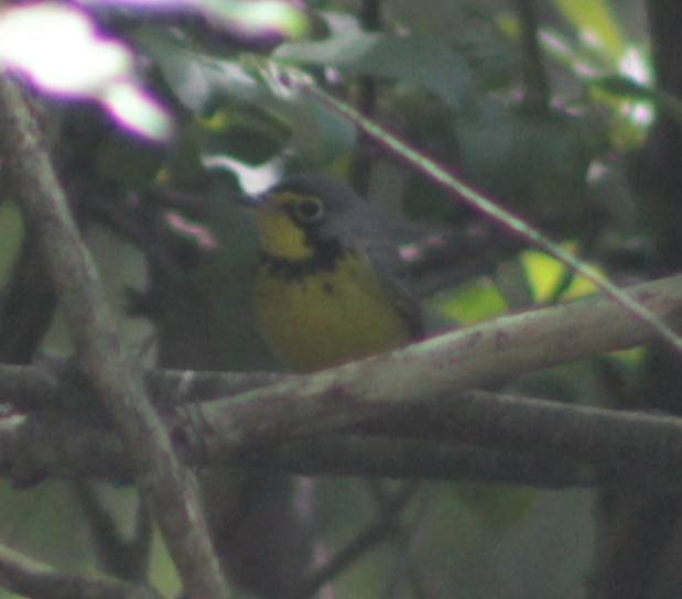Canada Warbler - ML59030411