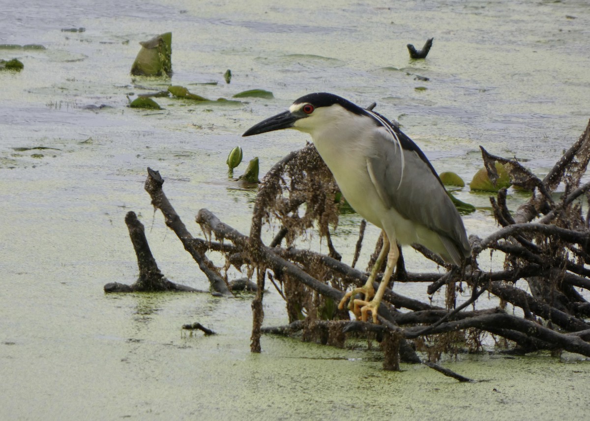 Black-crowned Night Heron - ML590304711