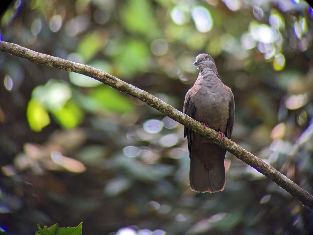 Paloma Oscura - ML590304731