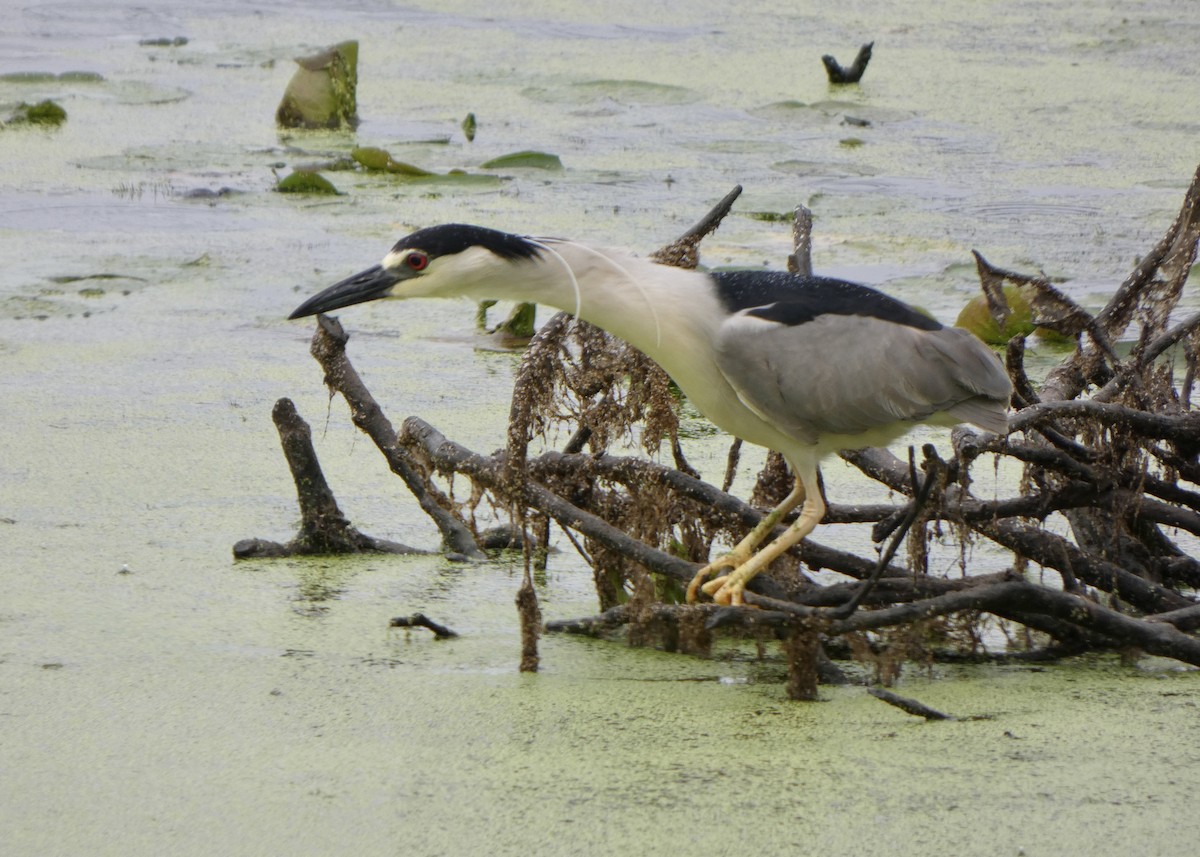 Black-crowned Night Heron - ML590304771