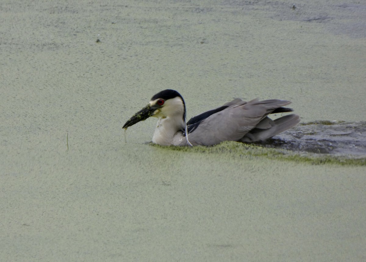 Black-crowned Night Heron - ML590304831