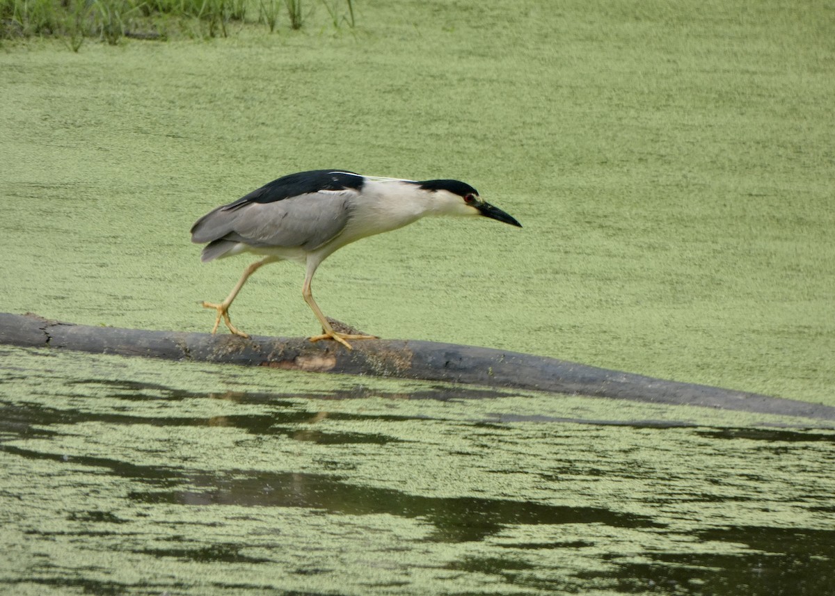 Black-crowned Night Heron - ML590305661