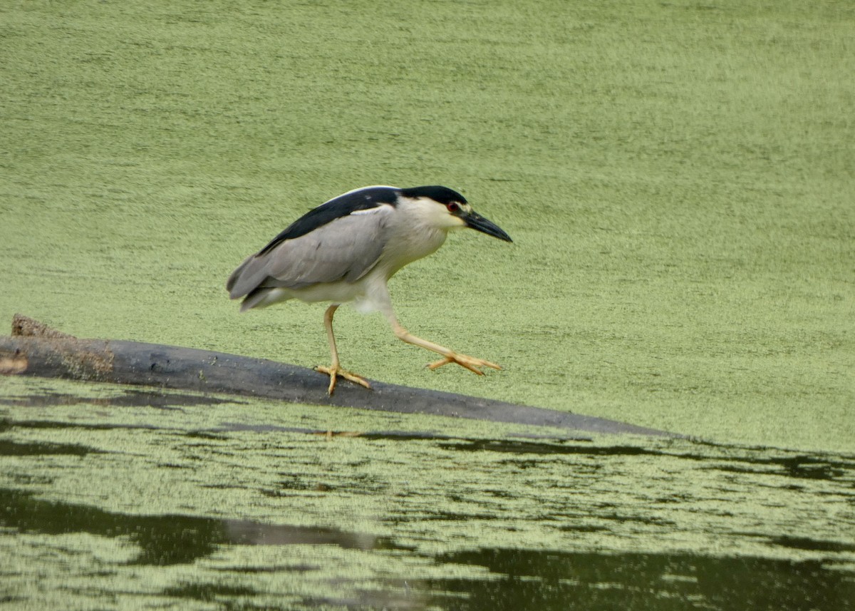 Black-crowned Night Heron - ML590305731