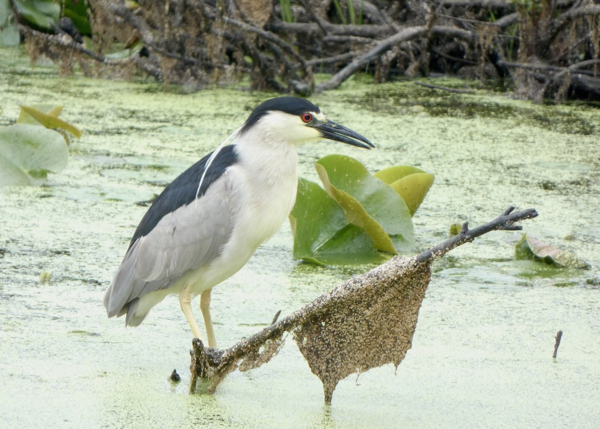 Black-crowned Night Heron - ML590306401