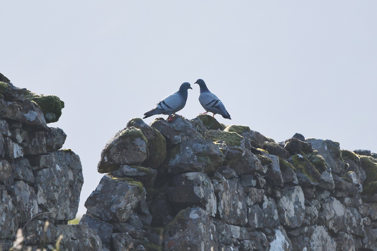 Rock Pigeon (Wild type) - ML590307661